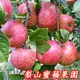 福壽山蜜蘋果,7A9台斤一箱-單果3.4兩-4.1兩-梨山蜜蘋果產季-11-12月