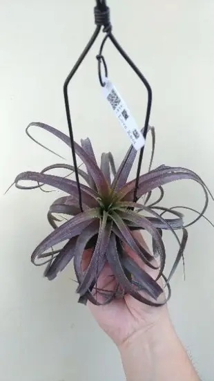 小原多肉.愛結.愛情結..空氣鳳梨.Tillandsia Love Knot.卡比他他*電捲燙