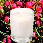 Australian Red Boronia Scented Votive Candles Fragrance Luxury Hand Poured