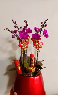 在飛比找樂天市場購物網優惠-紅瓷盆 [5梗花]紫紅色蝴蝶蘭盆栽 蘭花盆栽 小蝴蝶蘭花☆花