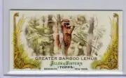 2011 ALLEN & GINTER'S MINI GREATER BAMBOO LEMUR