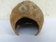 Coconut Hide for Small Animals | Hamster, Gerbil & Mouse Hide, 100% Natural