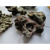 在飛比找蝦皮購物優惠-活石肝海珊瑚水族箱穿孔海水原石魚屋