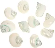HAWILLOSCH 10Pcs Natural Hermit Crab Shells for Fish Tank Decor Unique Conch Shells Aquarium Ornament Shell Crafts for Aquatic Environments