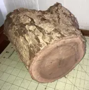 One Unique Hawaiian Milo Wood Log~ 9" x 8"wide Turning (#341)
