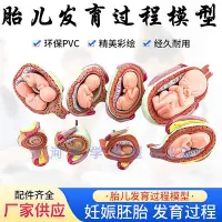 在飛比找Yahoo!奇摩拍賣優惠-人體胚胎發育模型 妊娠胚胎發育過程 懷孕十月胎兒模型 醫學教