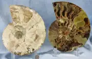 Large Ammonite Split Pair Nice Crystal Cavity 110myo Fossil 198mm 7.8" 4298aa