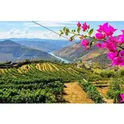 Save 10.00%! Douro Valley Wine Tour with Wineries, Lunch and Boat Trip