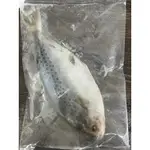 花鯧   鯧 鯧魚 魚  200至300G  活凍 年菜 送禮 進口海鮮 冷凍食品 魚  [誠實討海人]