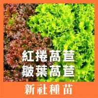 在飛比找蝦皮購物優惠-現貨）綠寶石萵苣｜紫奶油萵苣｜綠色橡木萵苣｜紅色橡木萵苣｜火