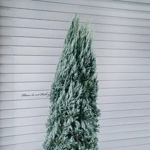 盆空間・銀柏 濃情家族大聖誕樹 9吋