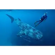 Save 5.00%! Cancun Whale Shark Encounter