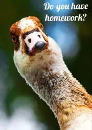 Do you have homework? laminated fridge magnet 2.5 x 3.5" MotivationalMagnets™