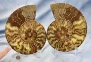 Large Ammonite Pair Nice Crystal Cavity 110myo Fossil 204mm XXLarge 8.1" 4337aa