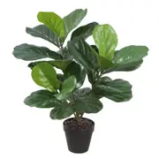 [Florabelle Living] Potted Fiddle Tree 70Cm