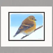 Winter American Goldfinch Wild Bird Original Art Print 8x10 Matted to 11x14