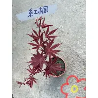 在飛比找蝦皮購物優惠-【筌哥園藝】紅楓｜楓樹｜楓葉