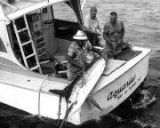 Striped Marlin In Bay Of Islands In New Zealand 1970 Old Fishing Photo