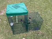 Deluxe Indian Myna & Starling Humane Cage Trap & Large Holding Cage.