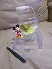Mini 4 Inch Glass Bowl Beta Fish Tank With Storage Base Led Light Mickey Deco