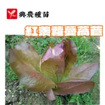 紅羨蘿蔓萵苣 結球萵苣【興農種苗】蘿蔓萵苣種子 (直立萵苣)  萵苣原包裝種子 每包約2ML 新鮮種子