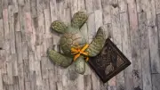 Raku Turtle Signed Jeremy Diller Studio Pottery Figurine