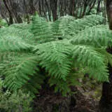 Cyathea Scaly Tree Fern