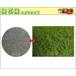 {綠花緣} 百慕達草(狗牙根、鐵線草) 種子 1KG - 草皮種子