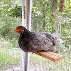 Wooden Chicken Swing Chicken Coop Toys Chicken for Parrot Budgie Macaw
