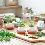 【環境友善包裝】ECO EGGLING植物栽培蛋 (日本正版授權/聖新陶芸/植物蛋/薄荷/羅勒/草莓/薰衣草/仙人掌)