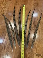 7- Premium Pheasant Tail Feathers 18”-20”