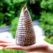 Natural Black Corn Conch Sea Shell Natural Seashell Specimen Beach Decoration