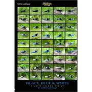 Black, Blue & White Blue Bolt Shrimp Poster For Fish Shrimp Snail Tank Aquarium