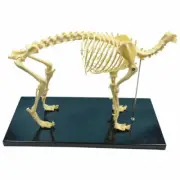 PVC Feline Skeleton Anatomical Model for Education Model