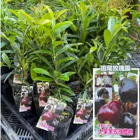 在飛比找蝦皮購物優惠-田尾玫瑰園 l 大果黑玫瑰櫻桃【3.5黑軟盆 高度35cm】