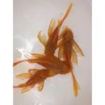 【彩蝦屋】藍眼大帆 藍眼鬍子 異形 6公分以上種魚 除藻 除殘餌 魚缸清道夫 水族 飼料