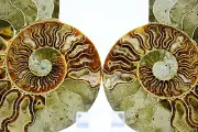 Large Ammonite Pair MultiColor Crystals XLarge 148mm 110myo FOSSIL 5.6" e4960yt