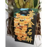 在飛比找蝦皮購物優惠-花囍園_季節花卉植物—黃金石斛蘭(樹皮板)~歡迎、祝福、純潔