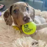 Spunky Pup Fetch & Glow Ball Dog Toy | Glowing Logo Toss Balls for Large Dogs |