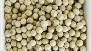 Organic White Peppercorns Whole Seed Best Spice From Sri Lanka