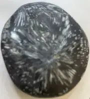 3.5" Chrysanthium Natural Flower Crystals Palm Stone w/Extra Nice Image Reverse
