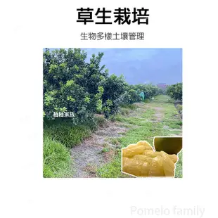 麻豆文旦  文旦 柚子  客製化訂單  水果 伴手禮  中秋節