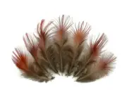 1/8 Lb. Natural Red Golden Pheasant Plumage Wholesale Feather Bulk Halloween