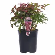 140mm Dwarf Sacred Bamboo - Nandina domestica Nana