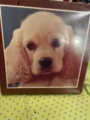 American Publishing Corp Puzzle 551 Pcs PUPPY - COCKER SPANIEL - 18X24 NEW