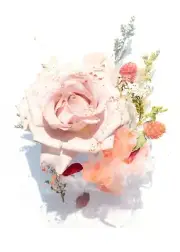 Password/Web address Book Soft Pink Rose