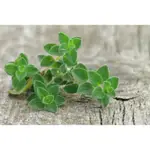 有機奧勒岡精油無農藥OREGANO ESSENTIAL OIL ORIGANUM VULGARE 迷迭香花園