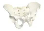 Male Pelvic Skeleton Anatomical Model, Medical Quality, Life Sized (11" x 9" ...
