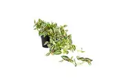 Willow & Silk Potted Artificial Verigated Weeper Home Decor Faux Plant 72x20cm