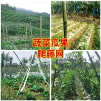 在飛比找樂天市場購物網優惠-百香果架黃瓜種植網香瓜羅漢果番茄網絲苦爬藤網S種植網農用攀爬